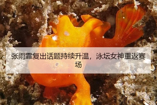 张雨霏复出话题持续升温，泳坛女神重返赛场
